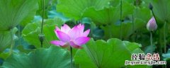 荷花喜欢什么土壤 荷花适合什么土壤生长