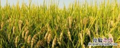 水稻适合什么土壤类型 水稻适合什么土壤类型沙质土,黏质土,壤土