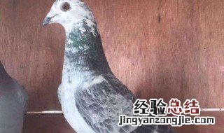 怎么让买回的鸽子知道新家 怎么让买回的鸽子知道新家好不好