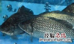鲫鱼怎么存放 如何储存鲫鱼