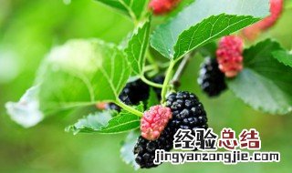桑葚是热性还是凉性药 桑葚是热性还是凉性