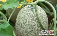 吃哈密瓜有什么好处 经常吃哈密瓜有什么好处
