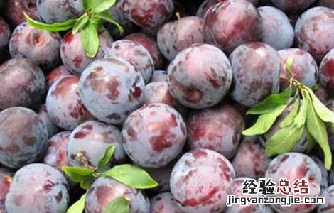 黑李子的营养价值与食用功效 黑李子的功效与作用及禁忌
