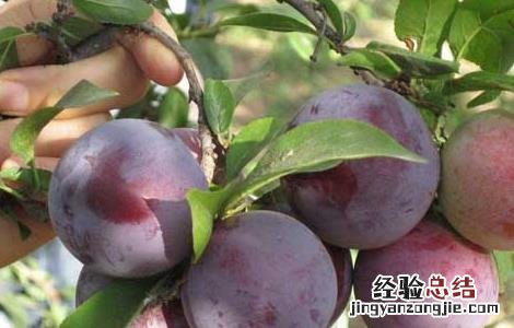黑李子的营养价值与食用功效 黑李子的功效与作用及禁忌