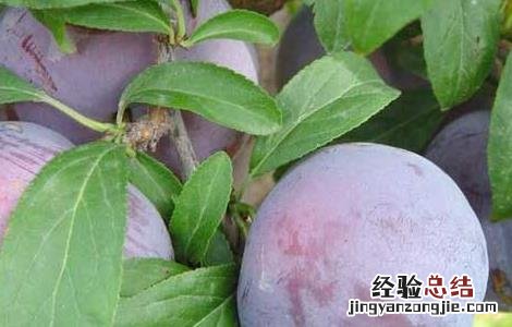 黑李子的营养价值与食用功效 黑李子的功效与作用及禁忌