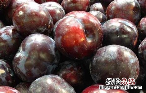黑李子的营养价值与食用功效 黑李子的功效与作用及禁忌