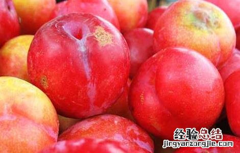 李子酒的功效及酿制方法 李子酒的功效及酿制方法视频