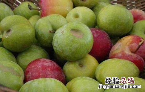 李子酒的功效及酿制方法 李子酒的功效及酿制方法视频