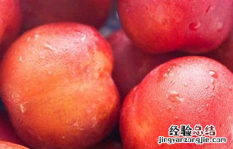 李子酒的功效及酿制方法 李子酒的功效及酿制方法视频