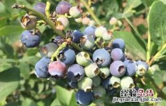 蓝莓泡酒的功效与作用-食用方法及禁忌 蓝莓泡酒的功效与作用