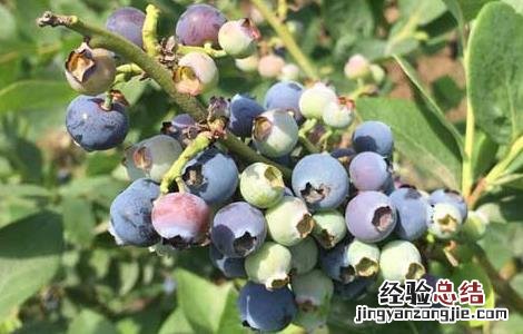 蓝莓泡酒的功效与作用-食用方法及禁忌 蓝莓泡酒的功效与作用