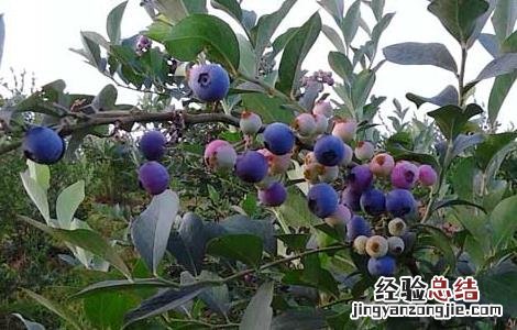 蓝莓泡酒的功效与作用-食用方法及禁忌 蓝莓泡酒的功效与作用