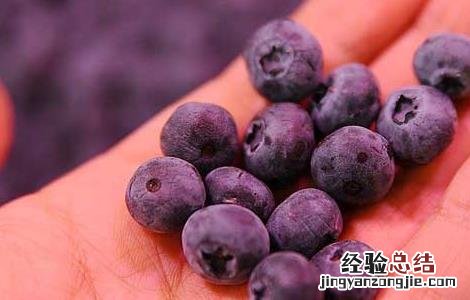 蓝莓泡酒的功效与作用-食用方法及禁忌 蓝莓泡酒的功效与作用
