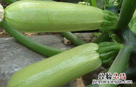 西葫芦 营养 西葫芦的营养价值及食用方法