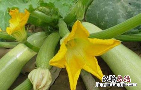 西葫芦 营养 西葫芦的营养价值及食用方法