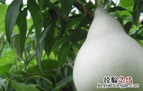 葫芦瓜的功效与作用及食用方法及禁忌 葫芦瓜的功效与作用及食用方法