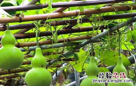 葫芦瓜的功效与作用及食用方法及禁忌 葫芦瓜的功效与作用及食用方法