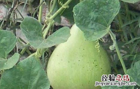 葫芦瓜的功效与作用及食用方法及禁忌 葫芦瓜的功效与作用及食用方法