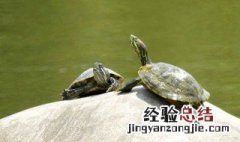 小乌龟吃什么 乌龟的喂食方式