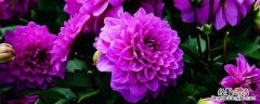 什么鲜花放的时间比较久 什么鲜花放最久