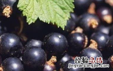 黑醋栗的功效与作用禁忌 黑醋栗的功效与作用