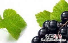 黑醋栗的功效与作用禁忌 黑醋栗的功效与作用