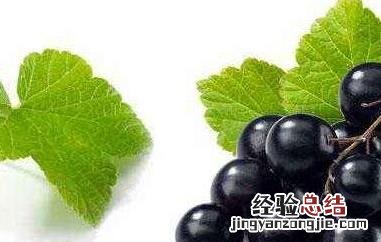 黑醋栗的功效与作用禁忌 黑醋栗的功效与作用