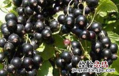 黑加仑和葡萄的区别图片 黑加仑和葡萄的区别