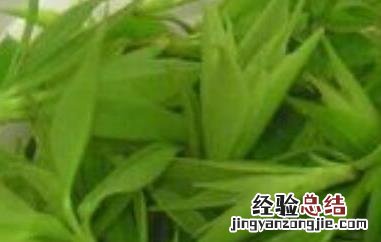 青山绿水茶的功效与禁忌 青山绿水茶的功效与禁忌百度百科