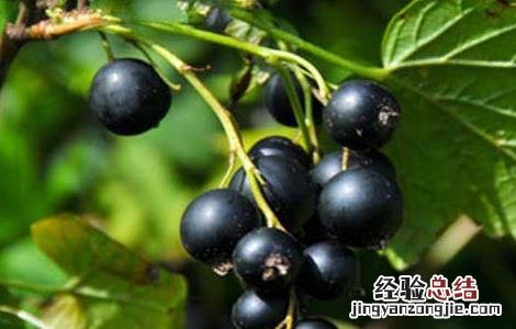 黑加仑的功效与作用及食用禁忌 黑加仑有什么功效与作用禁忌