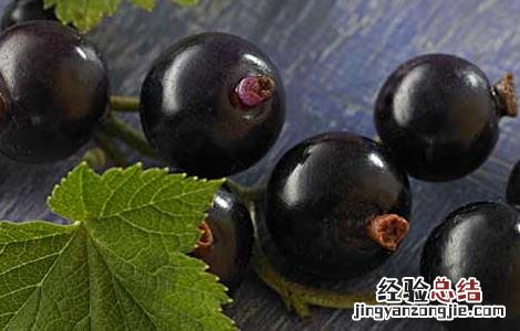 黑加仑的功效与作用及食用禁忌 黑加仑有什么功效与作用禁忌