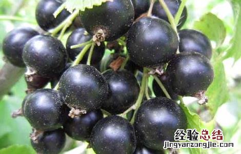 黑加仑的功效与作用及食用禁忌 黑加仑有什么功效与作用禁忌