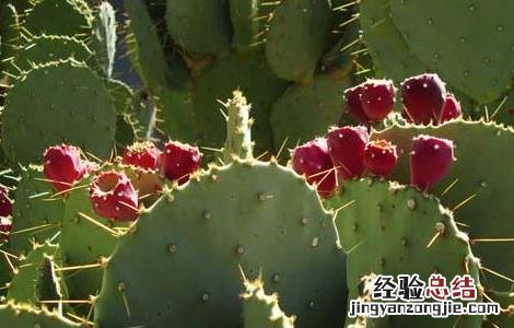 仙人掌果的功效与作用 仙人掌果的功效与作用图片