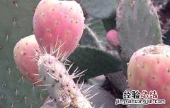 仙人掌果的功效与作用 仙人掌果的功效与作用图片