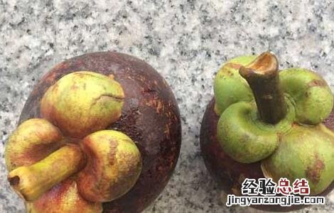 山竹皮的功效与作用 山竹皮的功效与作用及食用方法