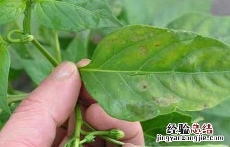 辣椒叶的功效与作用害处 辣椒叶的功效与作用
