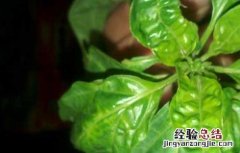辣椒叶的功效与作用害处 辣椒叶的功效与作用