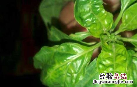 辣椒叶的功效与作用害处 辣椒叶的功效与作用