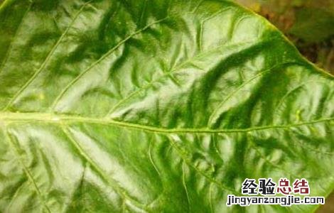 辣椒叶的功效与作用害处 辣椒叶的功效与作用