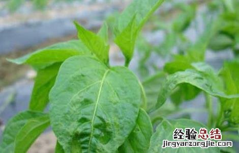 辣椒叶的功效与作用害处 辣椒叶的功效与作用