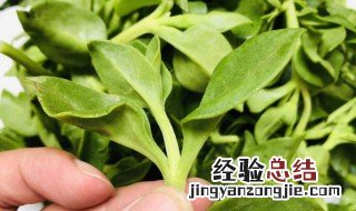 三七叶子的功效与作用 三七叶子的功效与作用介绍