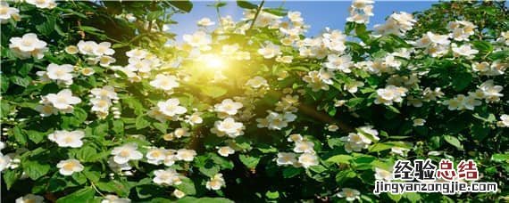 茉莉花适合什么样的土壤栽培 茉莉花适合什么土壤生长