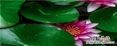 宝莲灯花怎么摘心 宝莲灯花不摘心能开花吗
