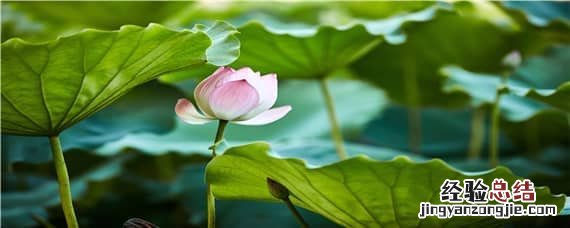 莲花適合什么土壤种植 莲花用什么土种植