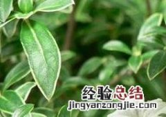 六月雪图片 六月雪图片功效与作用