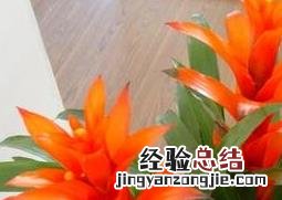 凤梨花图片大全 凤梨花图片