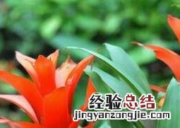 凤梨花图片大全 凤梨花图片
