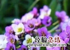 香雪球图片 香雪球图片手绘