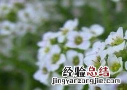 香雪球图片 香雪球图片手绘