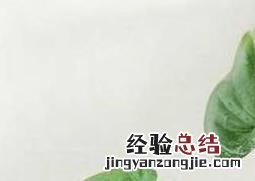 滴水观音的养殖方法与作用视频 滴水观音的养殖方法与作用